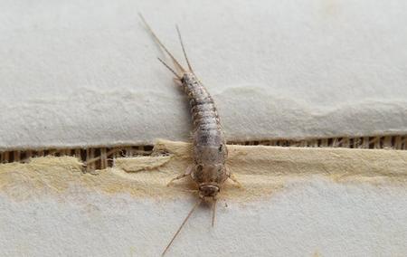 a silverfish crawling on paper