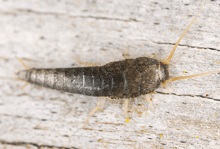 silverfish on tabletop in tulsa home