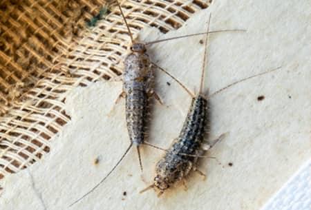 two silverfish crawling around on an open books pages on a tulsa oklahoma property