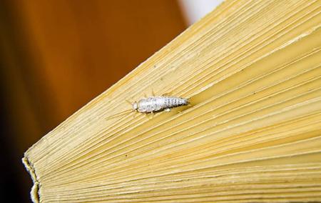 a silvrfish crawling on a books pages
