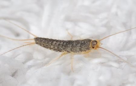 a silverfish crawling on fabric