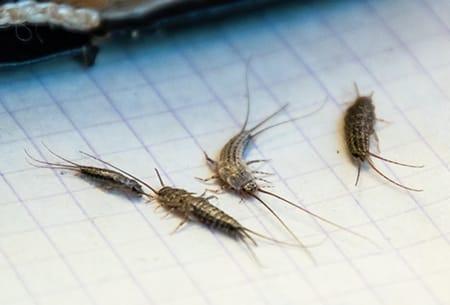 a cluster of silverfish crawlong along paper in a tulsa oklahoma home office