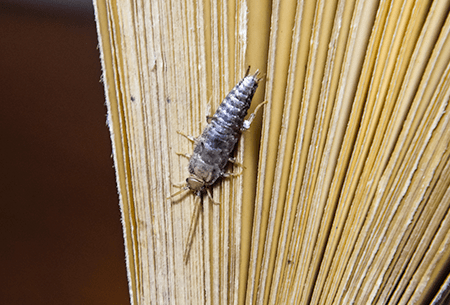 silverfish crawling on book