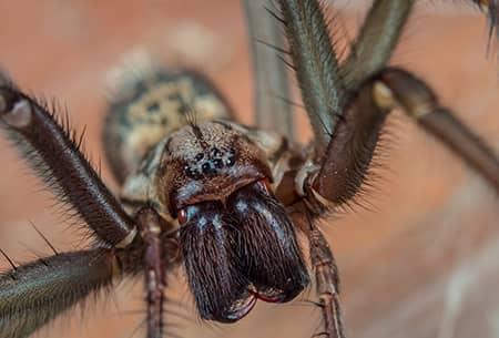 spider up close in tulsa
