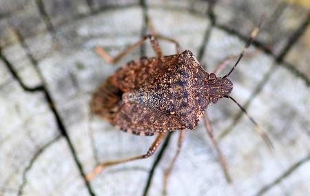 a stink bug on wood