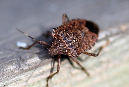 a stink bug crawling along the edge of a tulsa oklahome kitchen table top