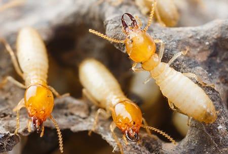 a large colony of swarming termites on a tulsa oklahoma wooden structure