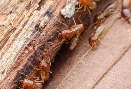 a large colony of swarming termites infesting a tulsa oklahoma home this fall