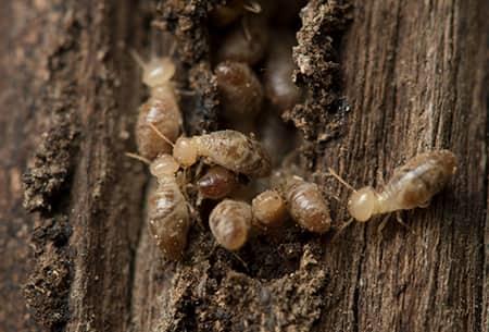 a large swarm of termites burrowing through a wooden supporrt structure on a tulsa oklahoma property