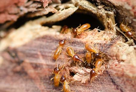 termites eating wood near tulsa home
