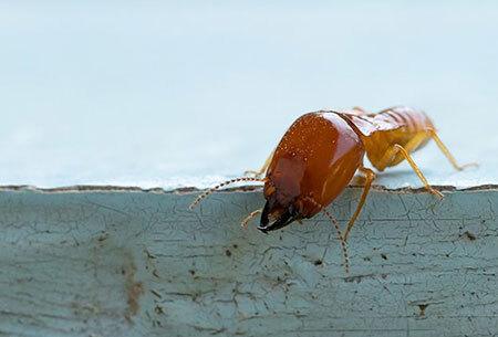 termite crawling on a painted piece of wood