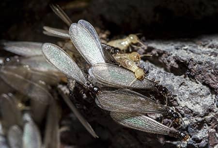 termite swarms on a piece of wood