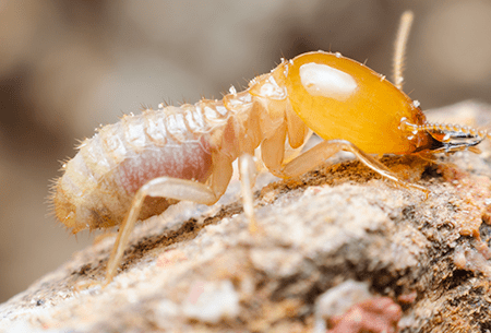 Learn How To Protect Your Home From Termites With Montgomery Exterminating termite up close in tulsa home