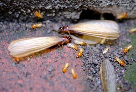termites in tulsa home