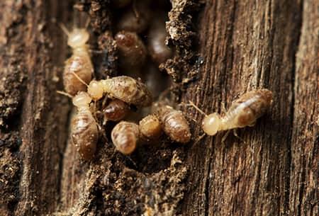 Protect Your Property From Termites a large colony of swarming termites that have chewed their way through a massive wooden structure on a tulsa oklahoma property