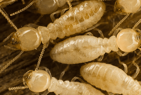 Learn How To Prevent Termites termites in tulsa home