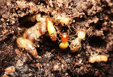 termites in the dirt