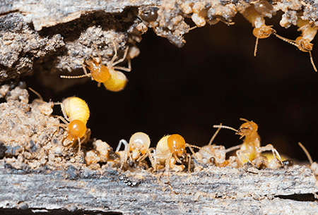 termites found in tulsa home