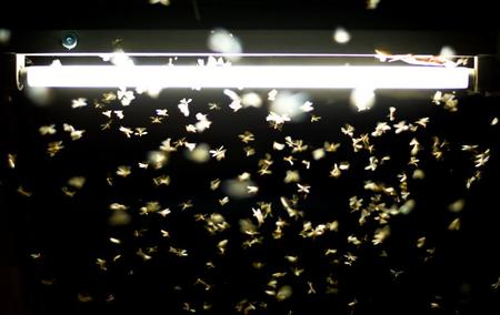 termites swarming around a light at night