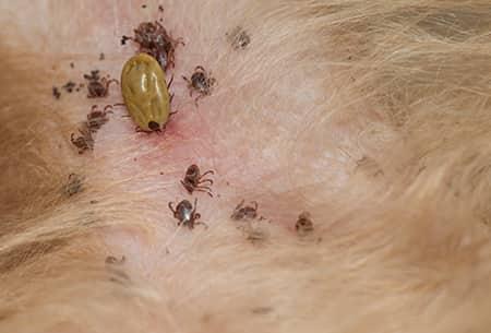 a family od ticks of all sizes infesting and feasting on a dog as it crawls through the hair of an oklahoma pet