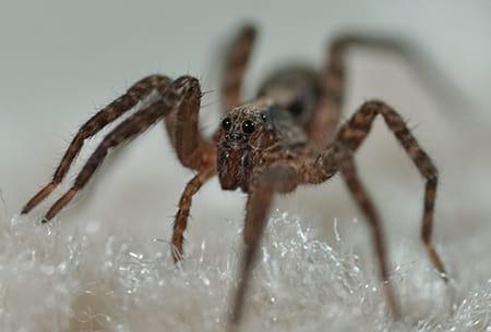 a wolf spider infesting a tulsa oklahoma home