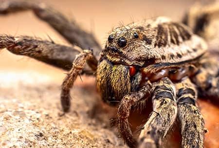 a close up image of a hair wolf spider prowling along a tulsa property