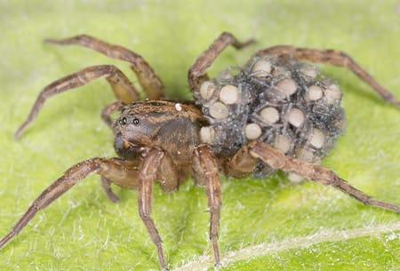 a large wolf spider in a protective position as it is carring a ckuster of egg sack on its back through a tulsa oklahoma home