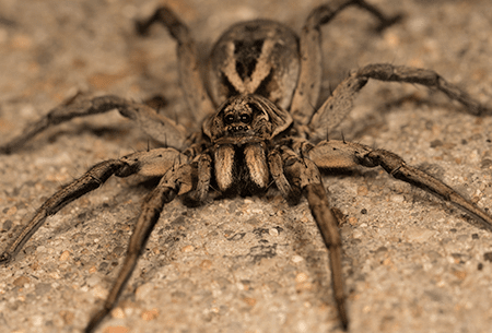 where do wolf spiders live