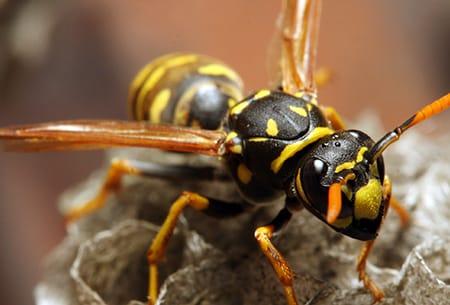 a yellow jacket invading a wasp nest bringing on unseen danger in tulsa oklahoma home