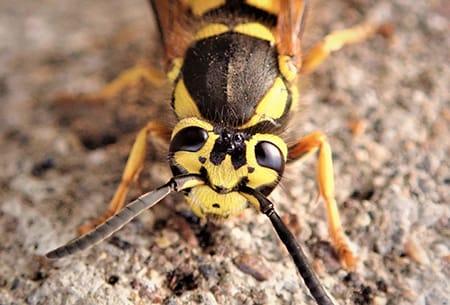 a yellow jacket crawlog along a stone wall on a tulsa oklahoma driveway