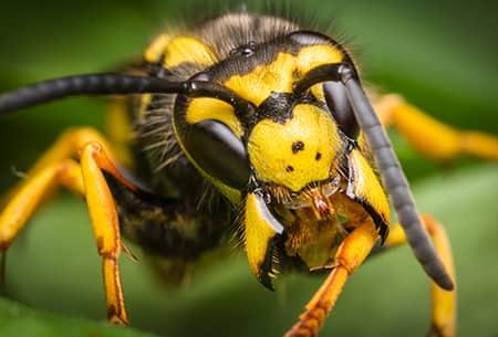 a bright yellow jacket with its sharp mouth open ready to chew on the greenery of a residential yard