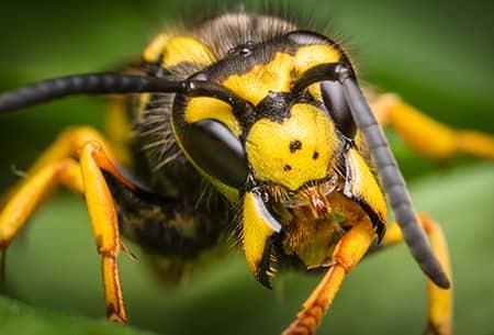 cicada killer stinger