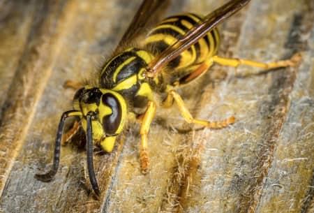 a yellow jacke with its antennas down to sense out the tulsa property as it finds a nest to reproduce and invade