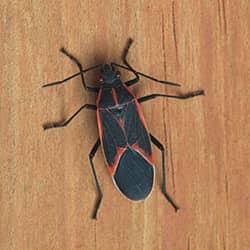 boxelder bug