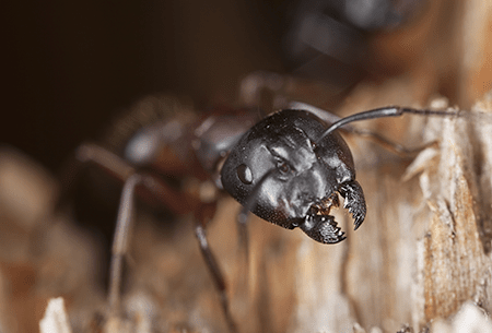 Learn How To Avoid Problems With Ants In Your Tulsa Home carpenter ant in water damaged wood