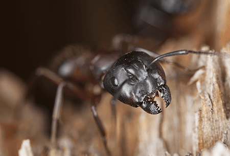 carpenter ant in water damaged wood