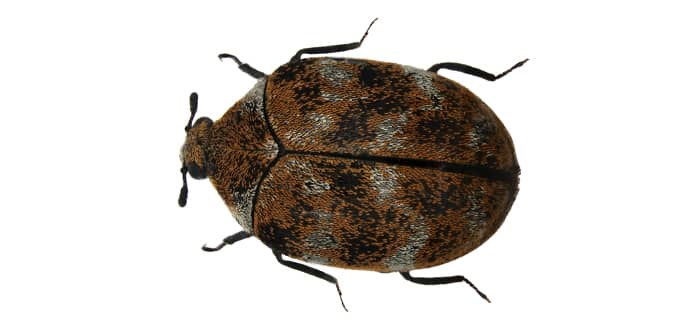 Are carpet beetles dangerous?