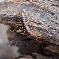 centipede on tree