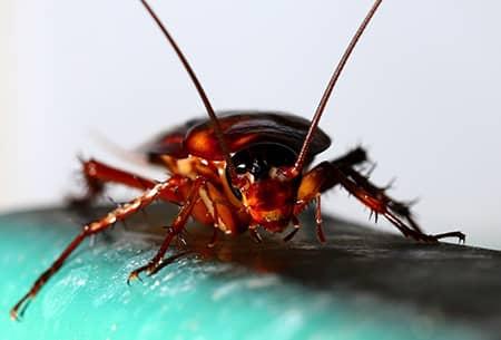 cockroach up close
