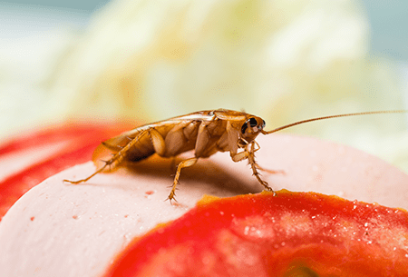 cockroach found on food in restaurant