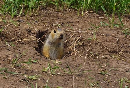 gopher digging hole