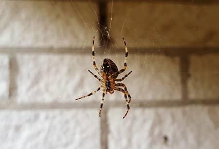 spider in tulsa basement