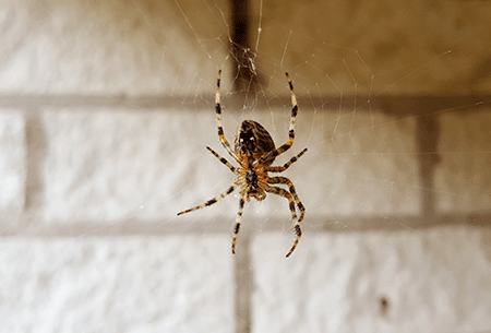 house spider in an oklahoma home