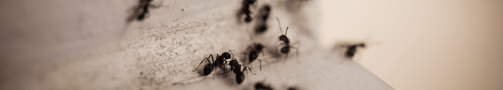 ants in tulsa kitchen looking for food