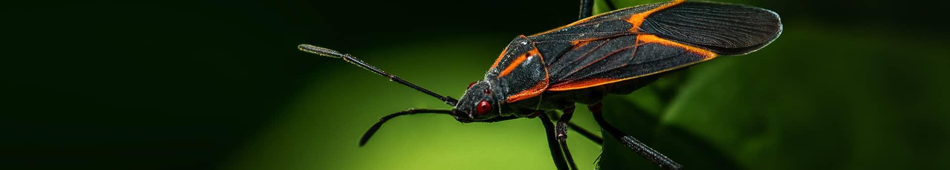 boxelder bug up close