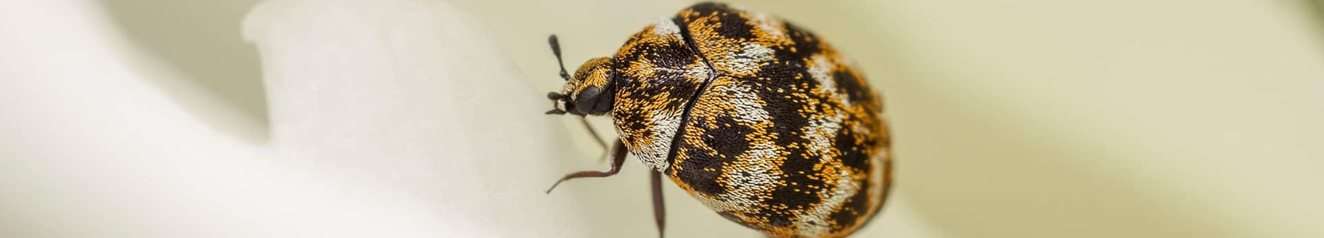 carpet beetle up close