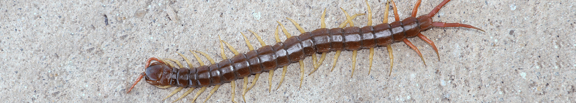 centipede on rock