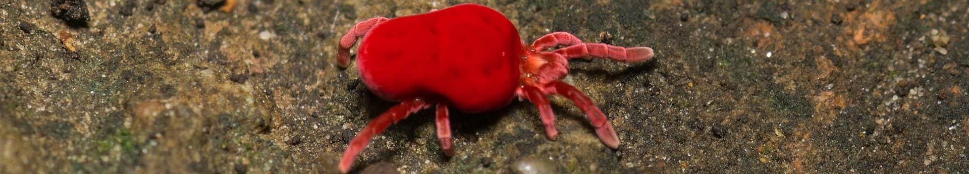 clover mite on dirt