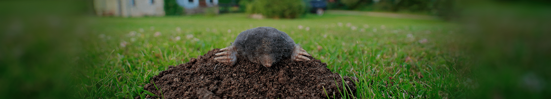 mole looking out of its hole