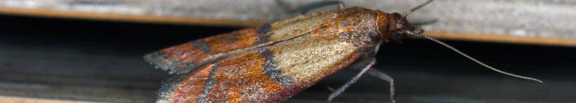 indian meal moth up close